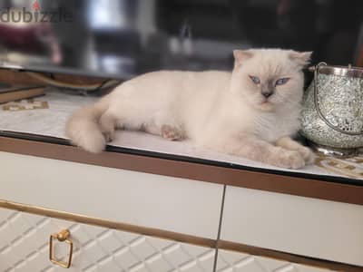Scottish Fold Lady