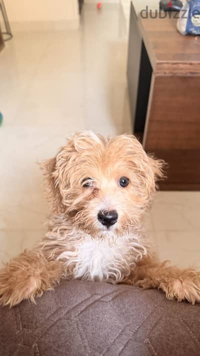 Maltipoo