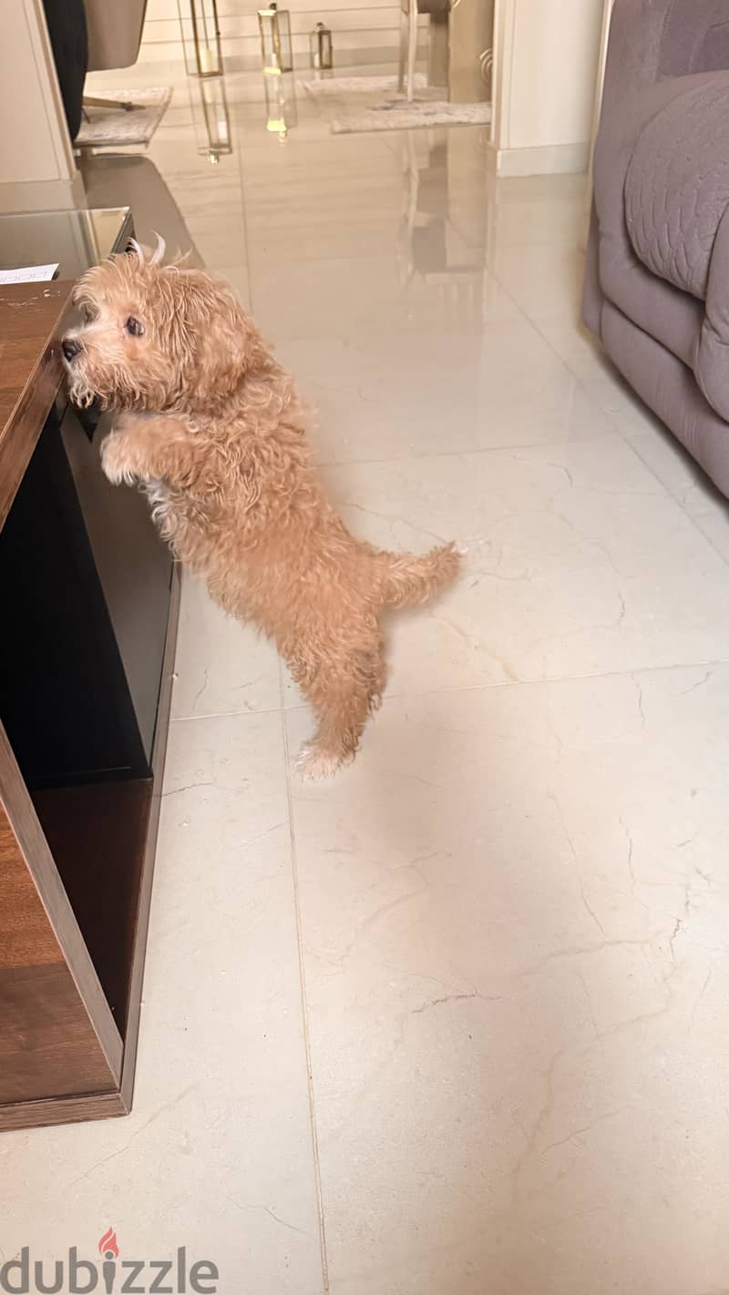Maltipoo 1