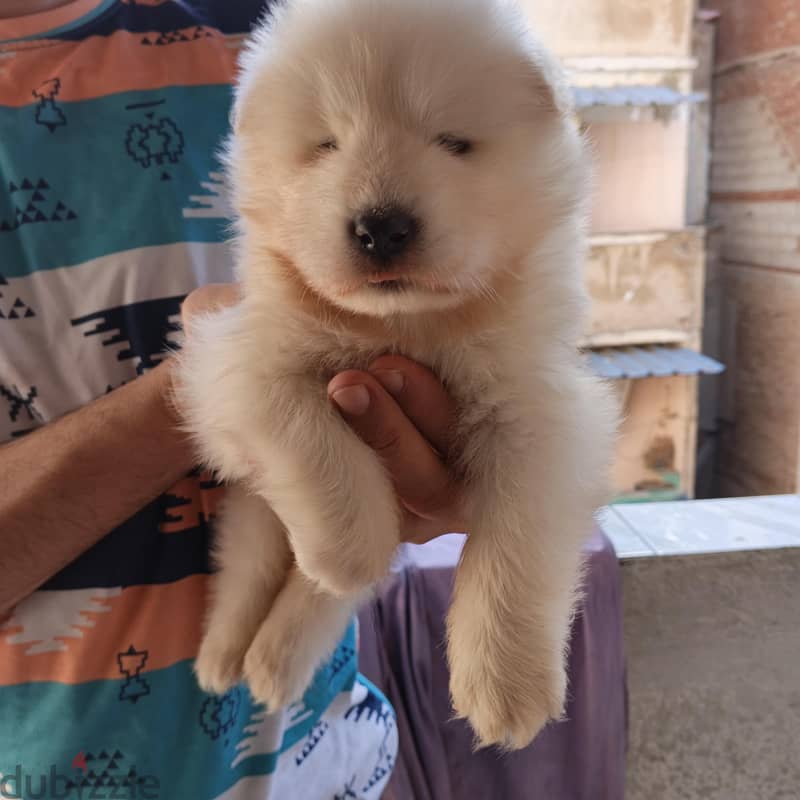 Samoyed male puppy 1