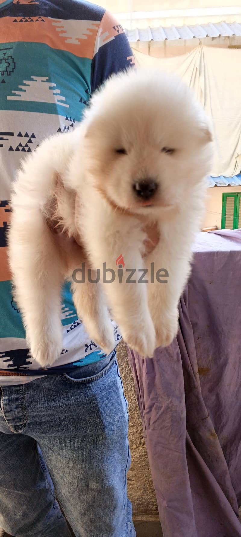 Samoyed male puppy 2