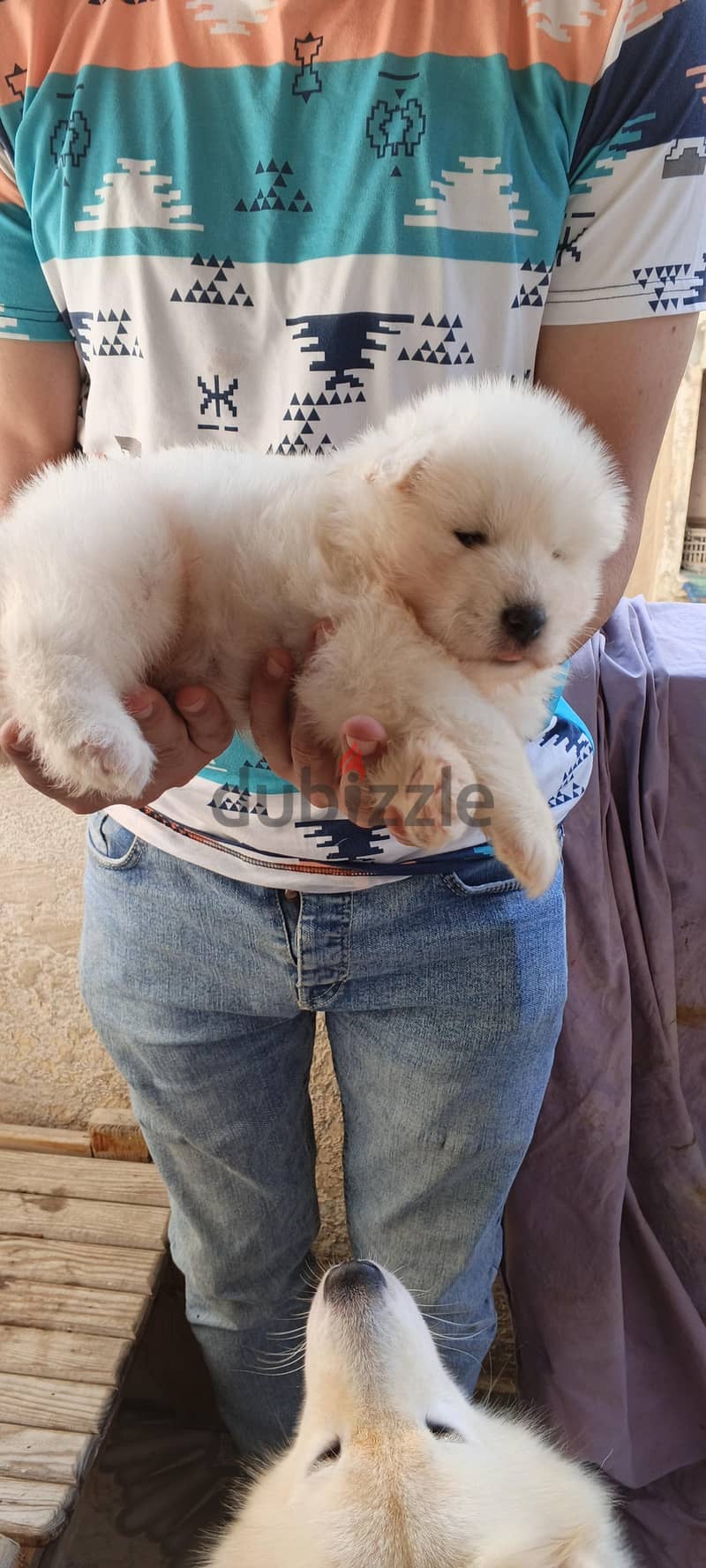 Samoyed male puppy 3