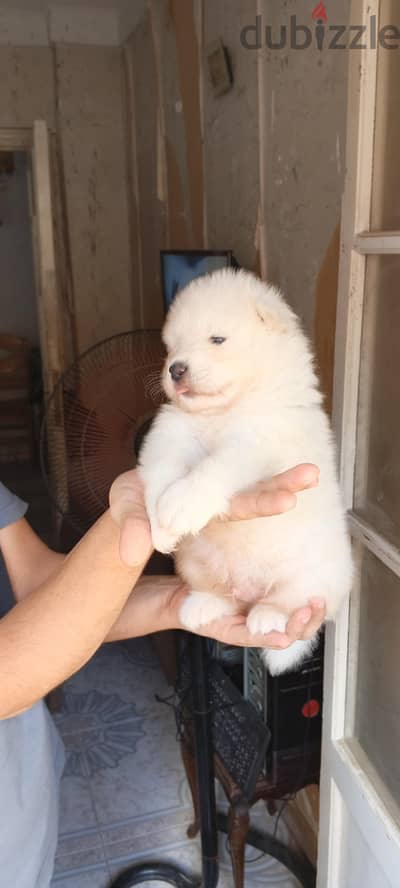 Samoyed male puppy