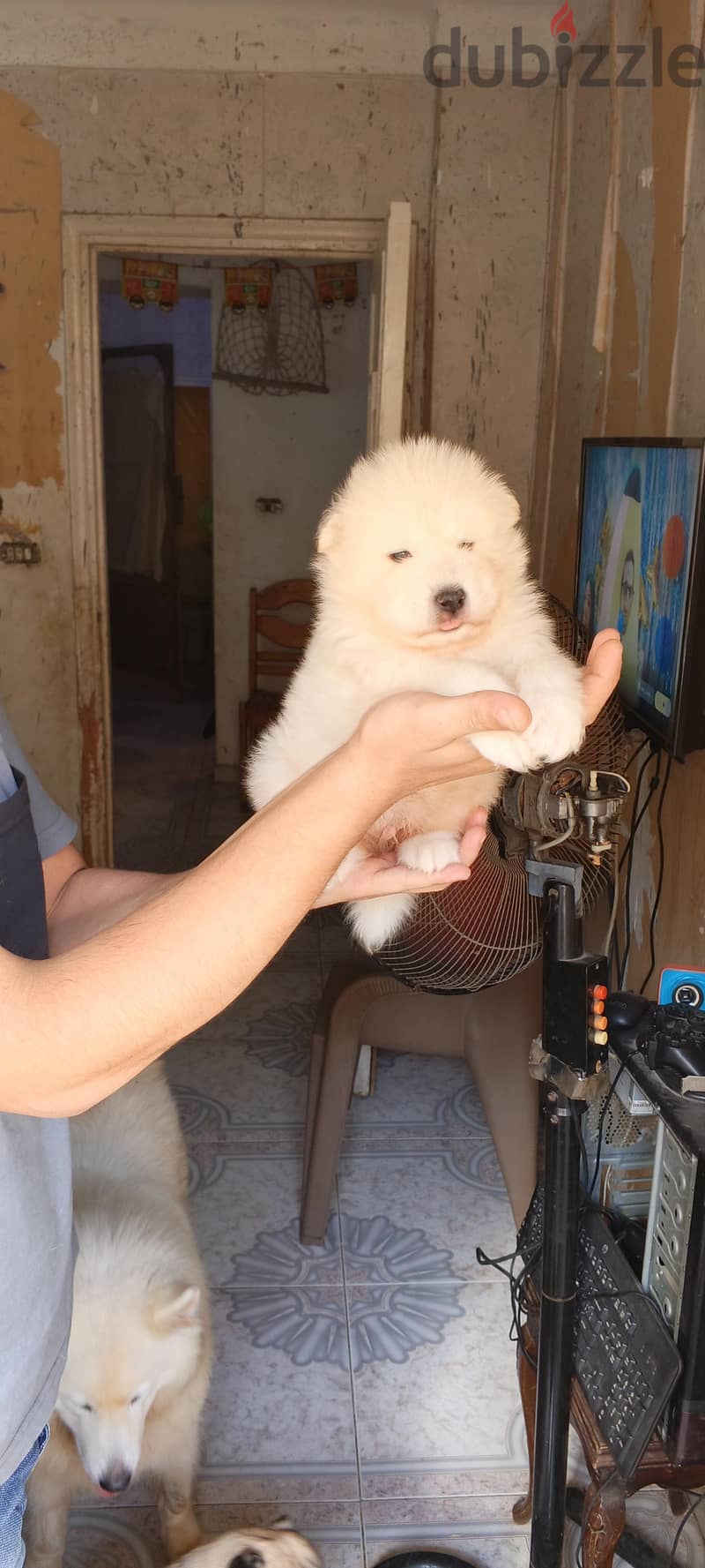 Samoyed male puppy 4