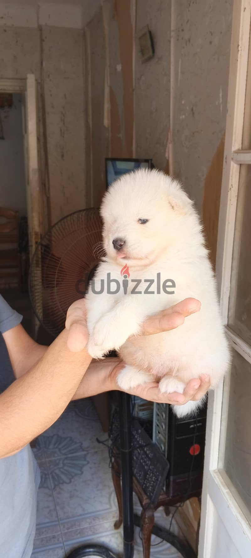 Samoyed male puppy 5