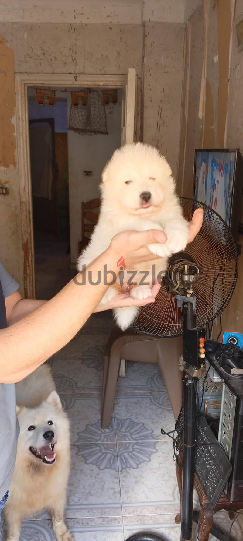 Samoyed male puppy 6