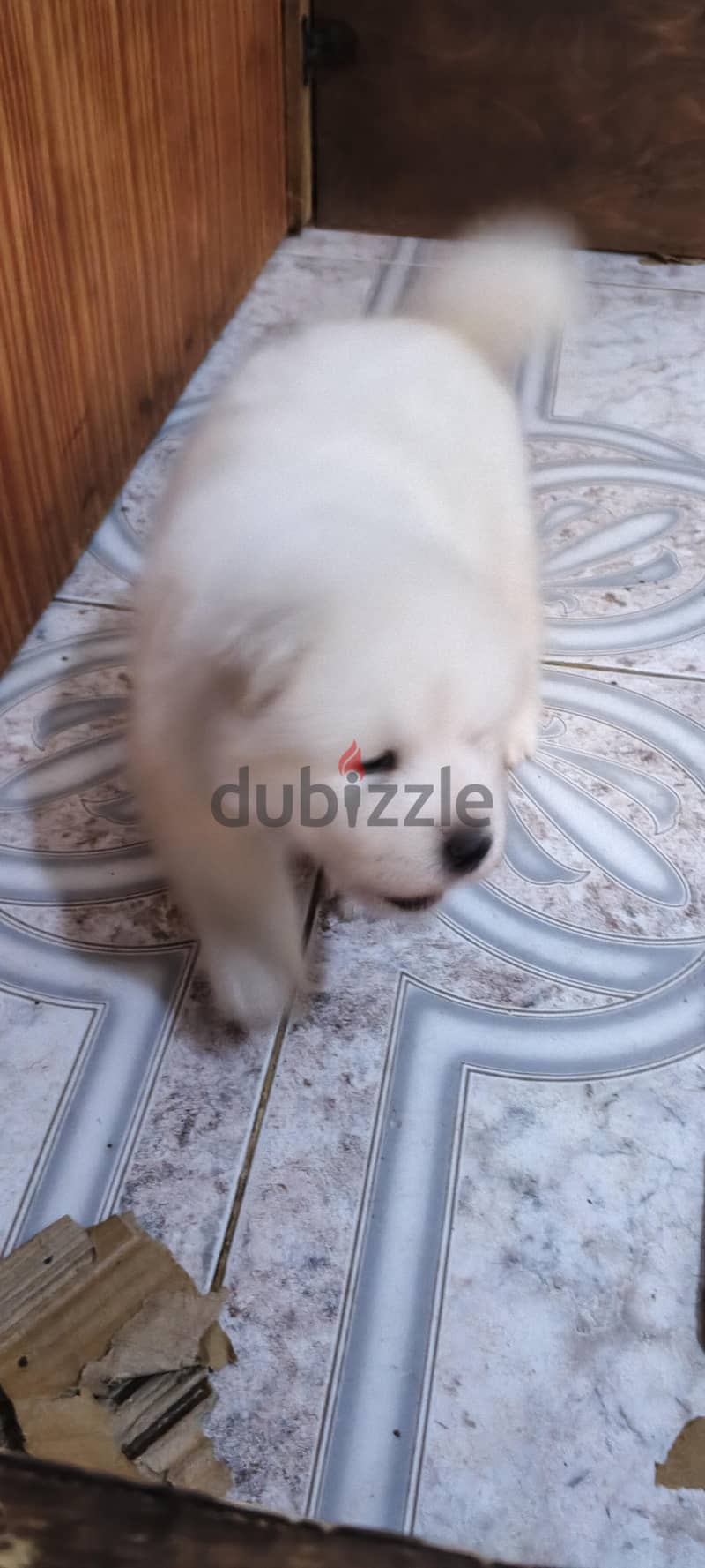 Samoyed male puppy 7