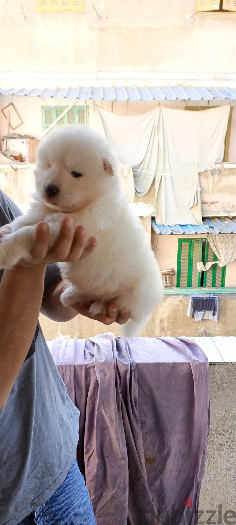 Samoyed male puppy 8