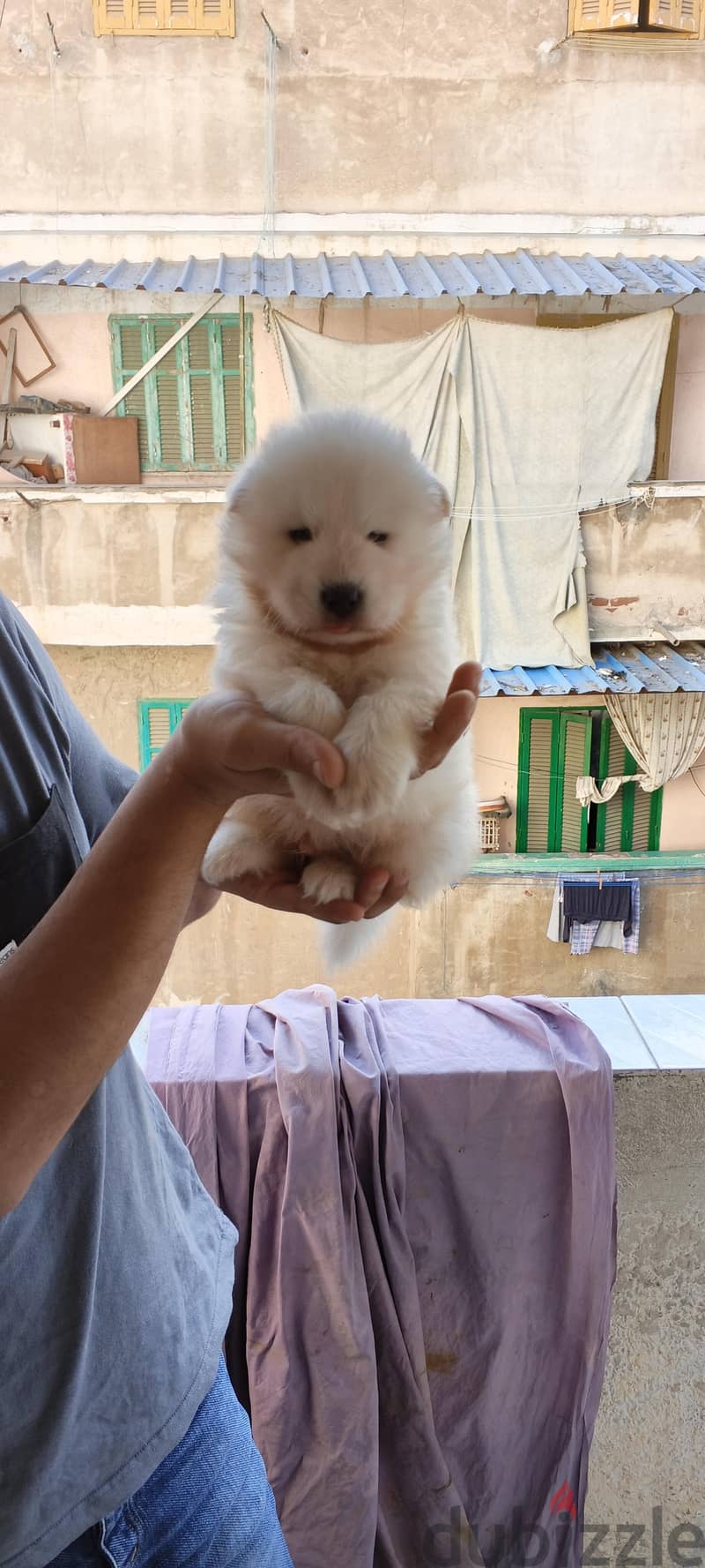 Samoyed male puppy 9