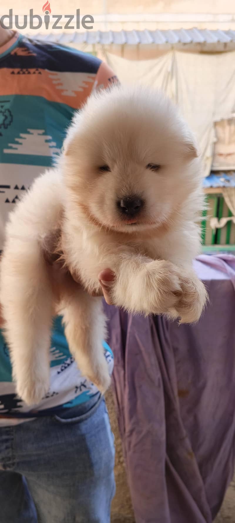 Samoyed male puppy 10