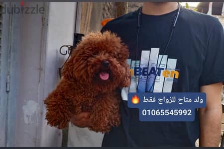 toy poodle  for mating بومرنيان for mating   toy  بودل Pomeranian