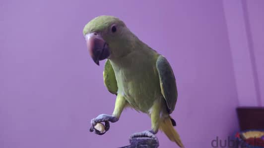 درة هندي