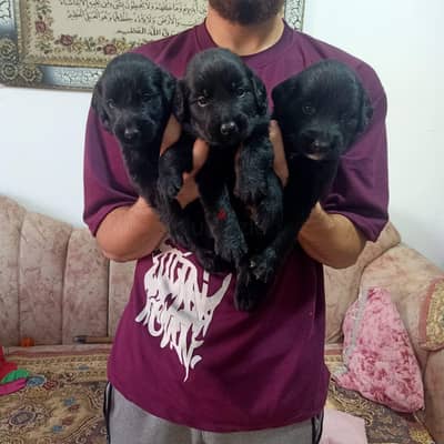 جراء لابرادور