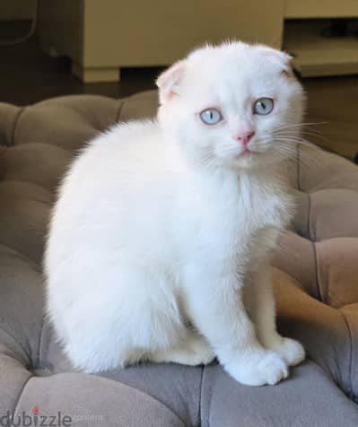 Scottish Fold