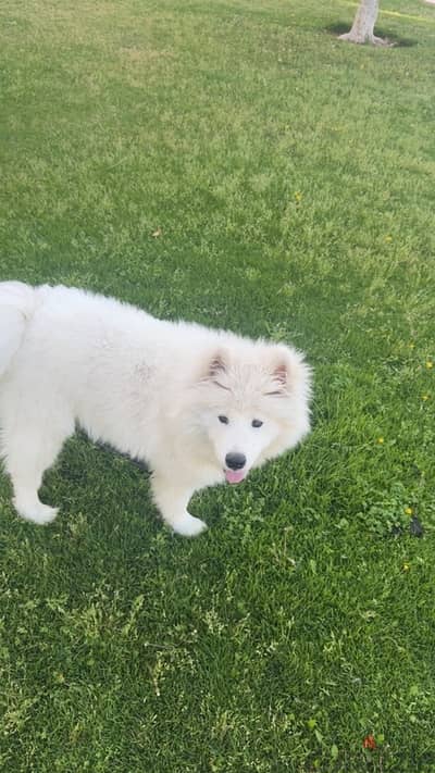 Samoyed Samoyed
