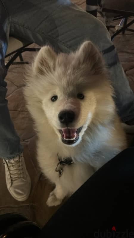 Samoyed 1