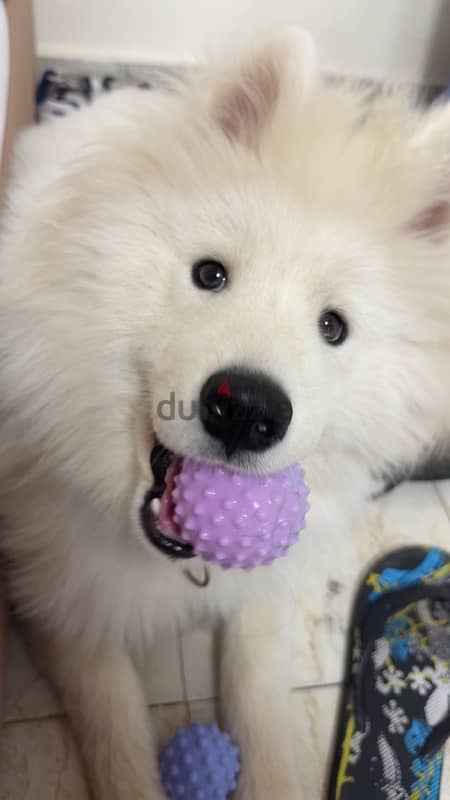 Samoyed 2