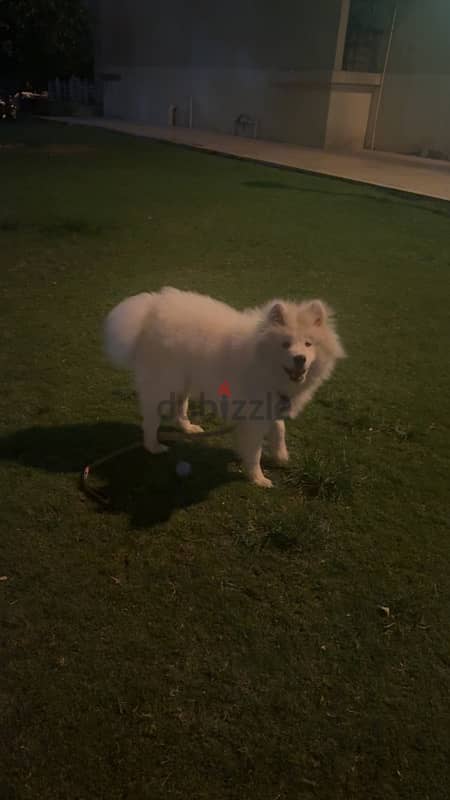 Samoyed 3