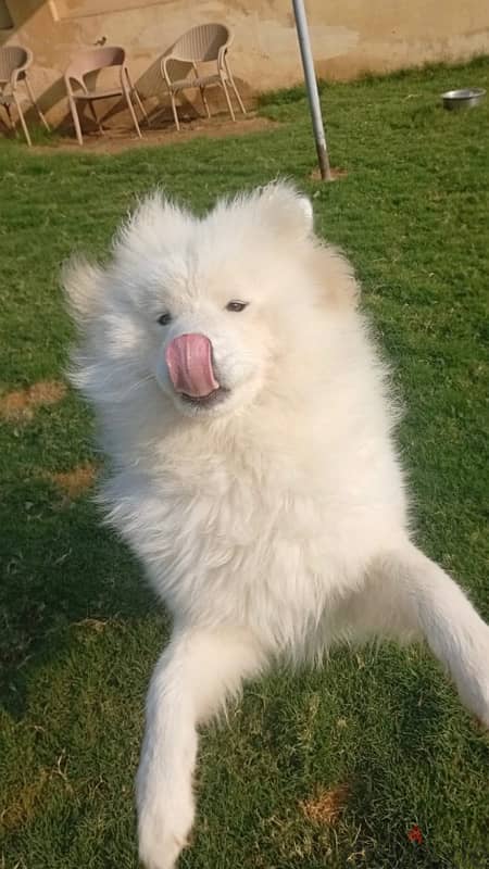 Samoyed 4