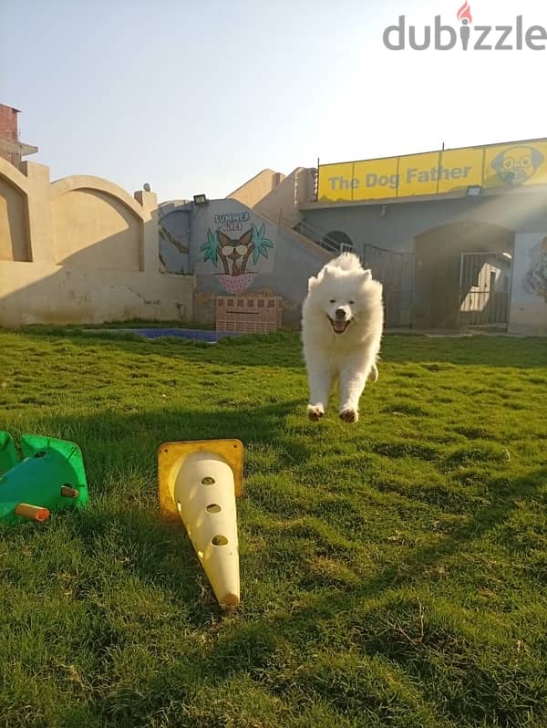 Samoyed 5