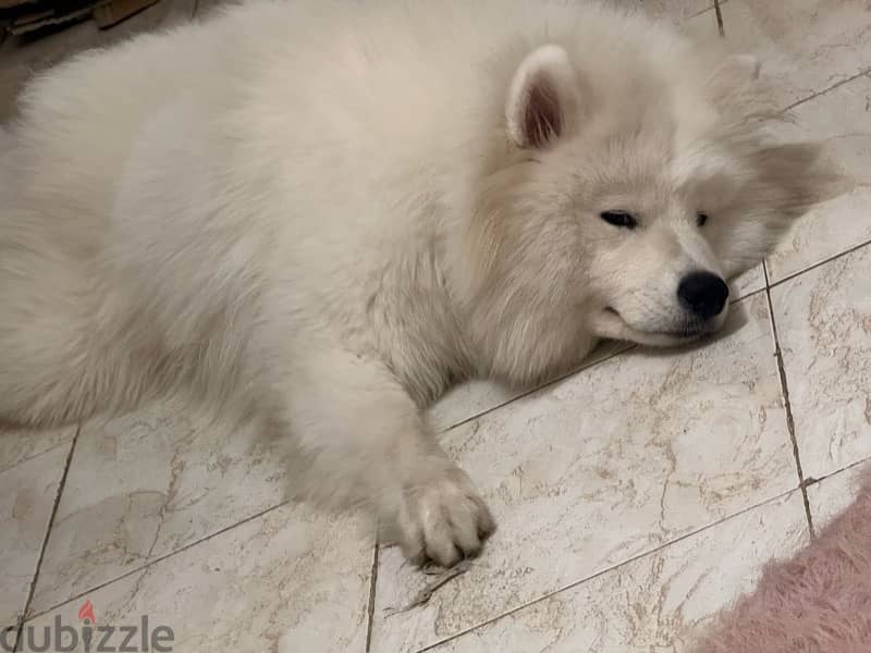 Samoyed 6