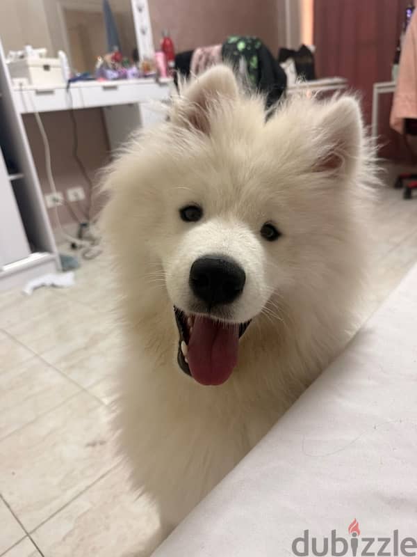 Samoyed 7