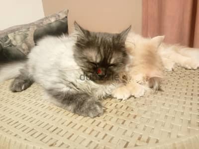 القطة لوسي