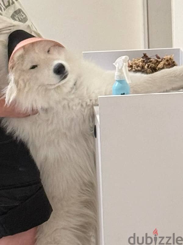 Samoyed 8