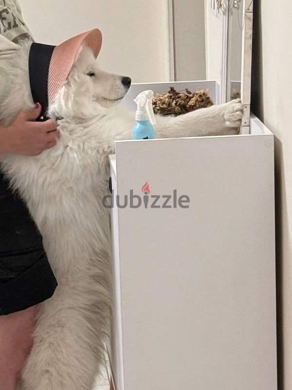 Samoyed 9