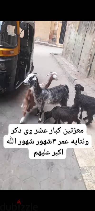معيز خلط