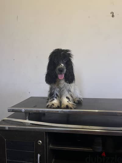 Male cocker 3.5 month