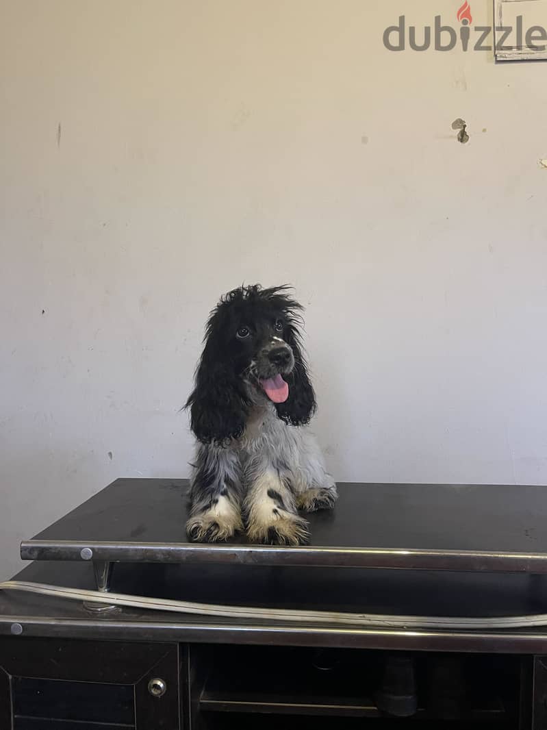 Male cocker 3.5 month 1
