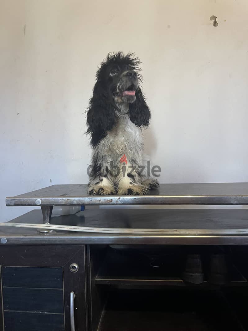 Male cocker 3.5 month 2