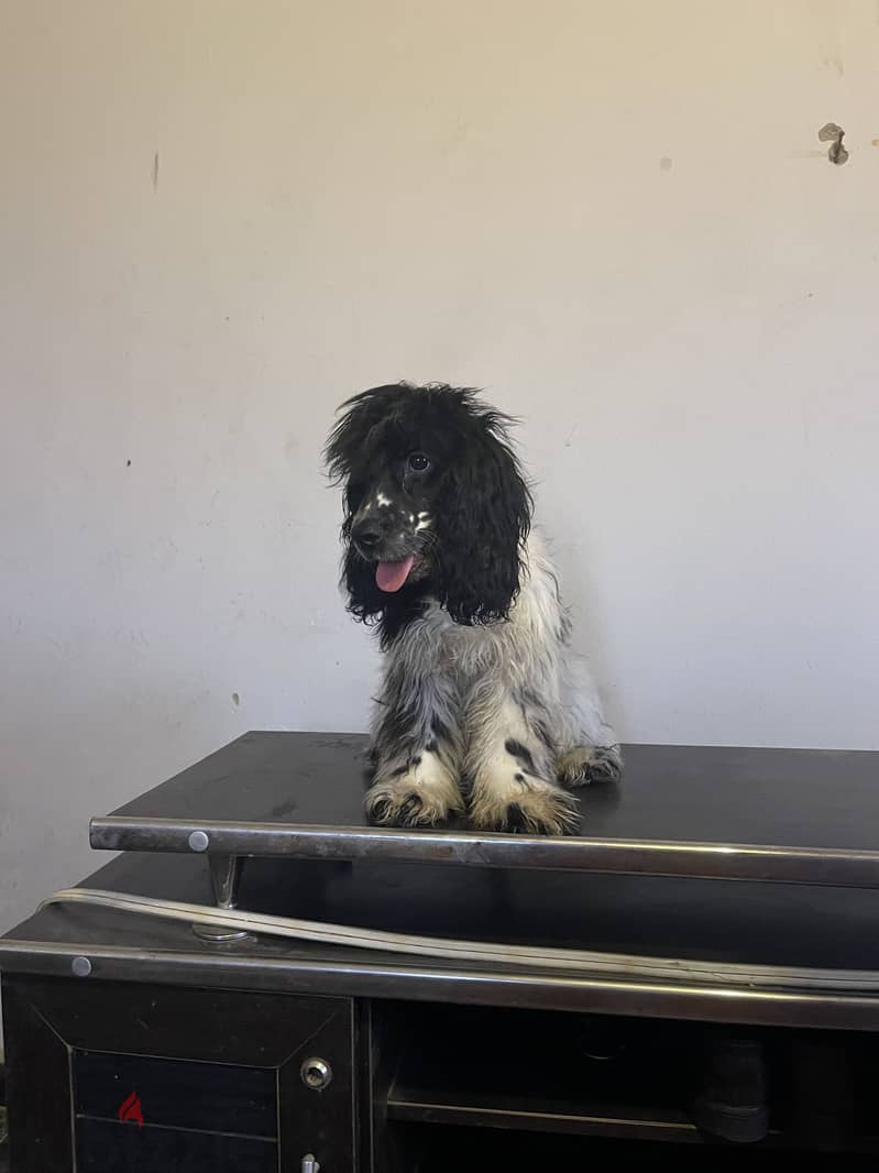 Male cocker 3.5 month 3