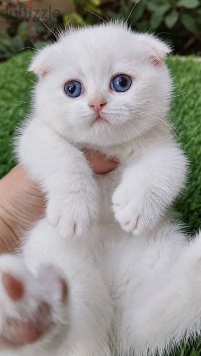 Scottish fold female ny1233