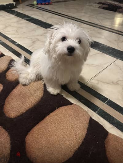 Maltese