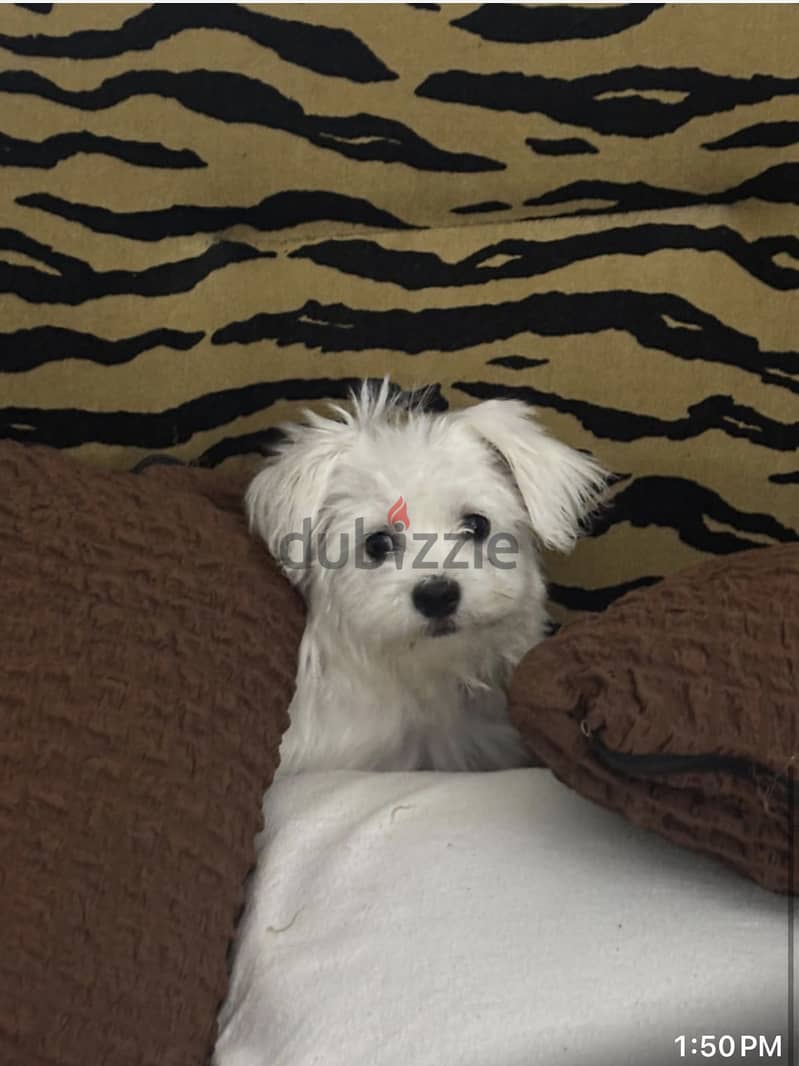 Maltese 1