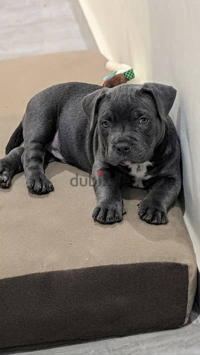 Premium American Bully (Top Pocket) — not pitbull