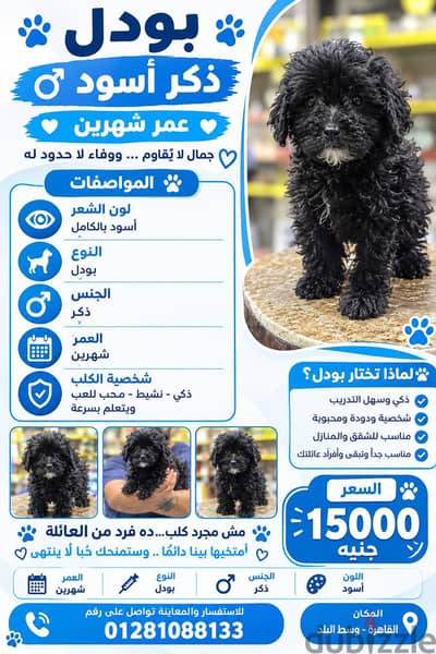 toy black poodle