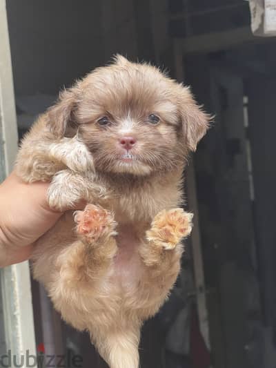 Havanese puppy pure