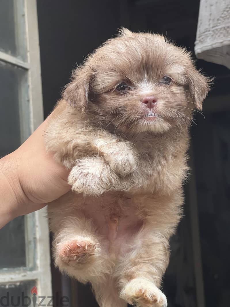 Havanese puppy pure 1