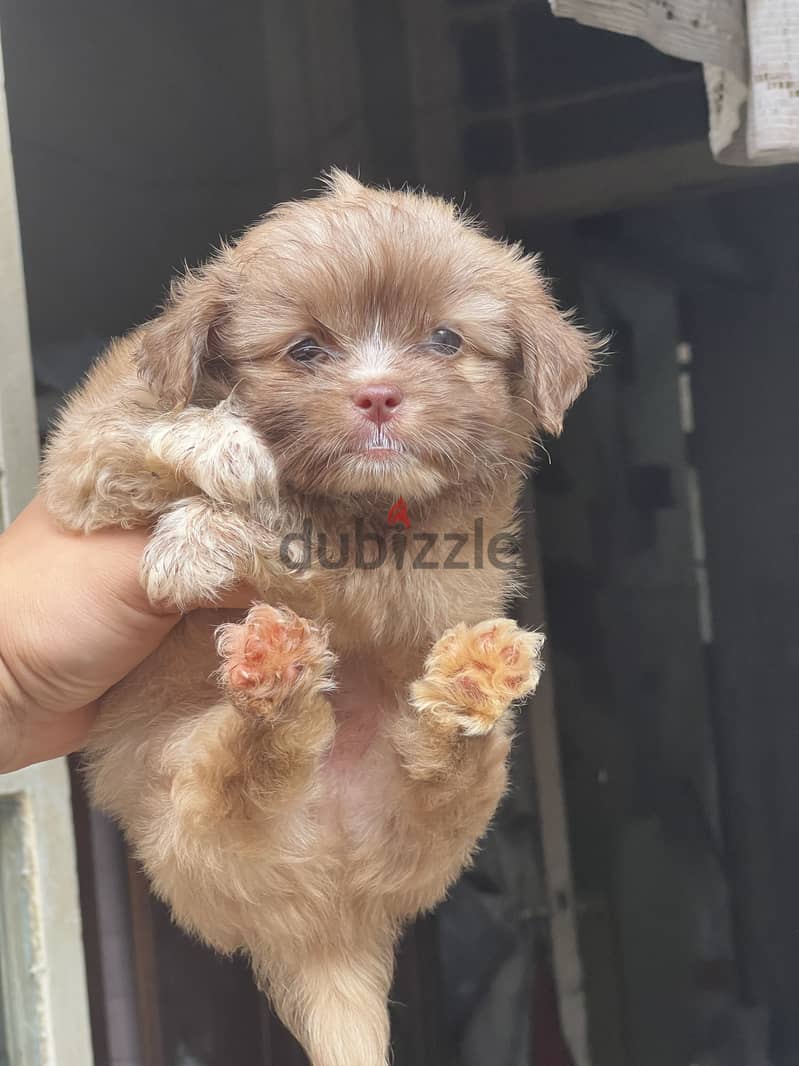 Havanese puppy pure 2