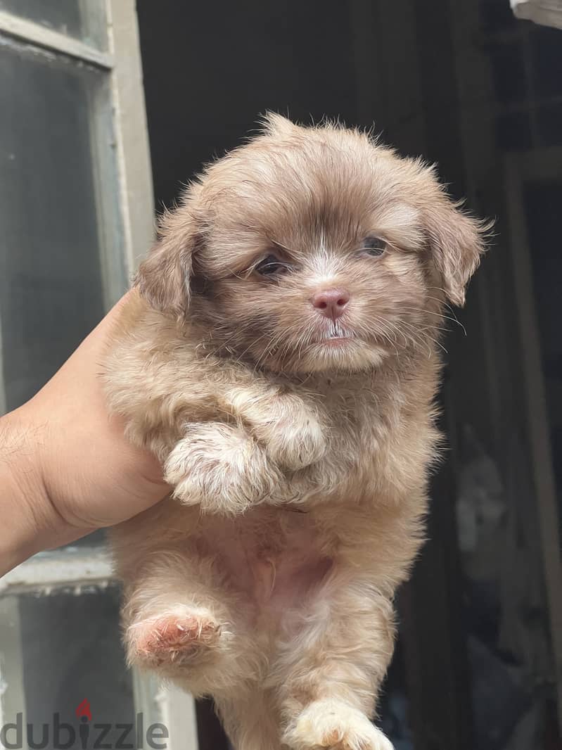 Havanese puppy pure 3