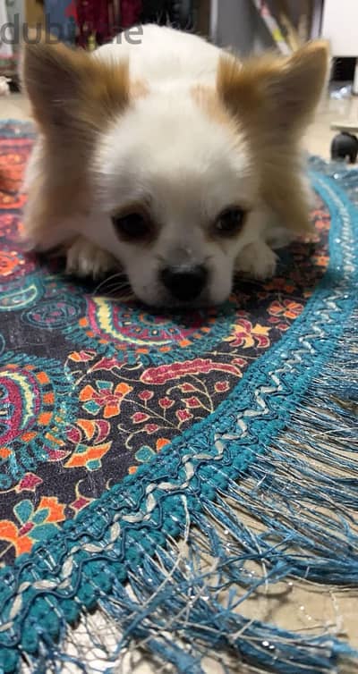 Senior dog Senior dog