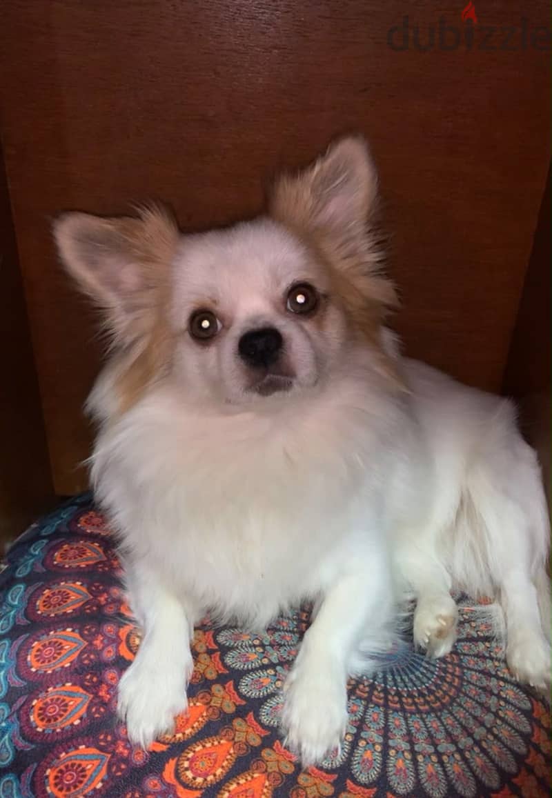 Senior dog 1