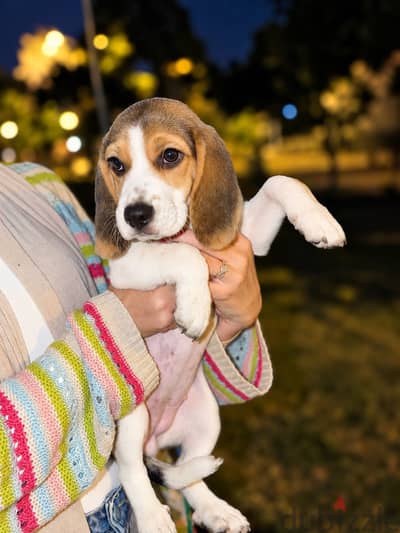 أنثى بيجل بيور للبيع – Beagle Puppy 