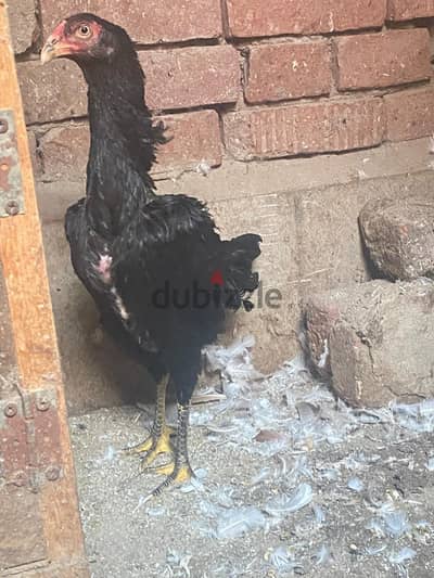 فراخ هندي