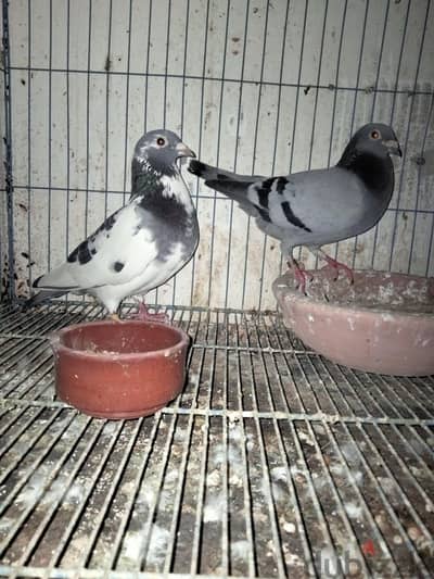 حمام زواجل