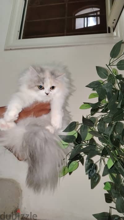 قطه شيرازي بيور للبيع