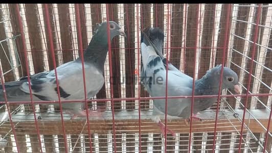 زغاليل وشبابات